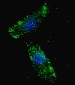 APG1 (ULK1) Antibody (Center)